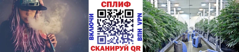 Бошки Шишки конопля  Кизилюрт 